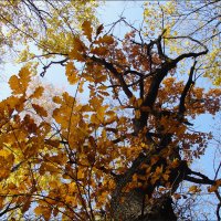 Осень достала краски, Ей много покрасить нужно: Листья – желтым и красным, Серым –..... и лужи. :: Владимир 