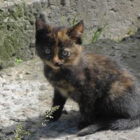 Котёнок :: Маргарита Батырева