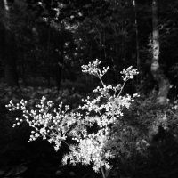 лесной цветок :: Андрей Иванов