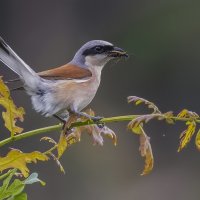 Жулан :: Елена Швыдун