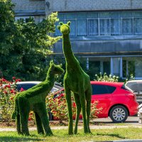 Жирафы, но зеленые :: Игорь Сикорский
