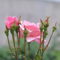 Розовые розы... :: Наташа *****