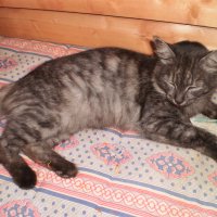 Серый кот средней  пушистости. :: Венера Чуйкова