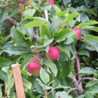 Яблочки в саду Алана :: Natalia Harries