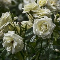 Белые розы :: Александр 