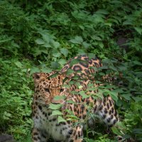 Дальневосточный леопард :: Евгений Кучеренко