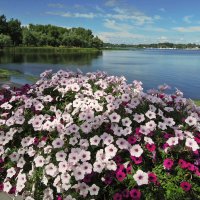Сквозь цветы - к парку и реке! ) :: Тамара Бедай 