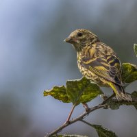 Чижик :: Елена Швыдун