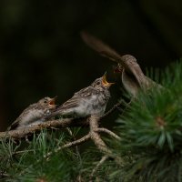 Кормление птенцов серой мухоловки :: Светлана Григорьева