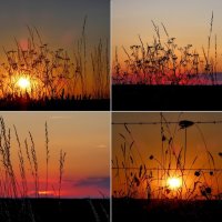 Солнце и трава :: Heinz Thorns