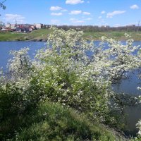 Шахты. Цветение дикой вишни на склонах левого берега Грушевского водохранилища. :: Пётр Чернега