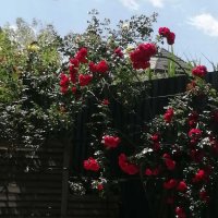 Малюсенькая охрана большого куста роз... ) :: Тамара Бедай 