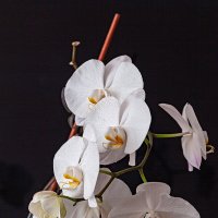 Орхидеи :: Владимир Габов