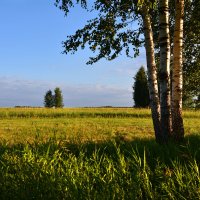 У  вечернего  поля :: Геннадий Супрун