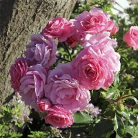 За красоту мы любим розы, их дивный запах, аромат. :: Андрей Иванович (Aivanovich-2009)