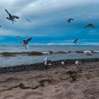 birds in the sky :: AirStream 