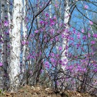 Цветущий багульник. :: Леонид 