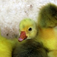 Ducklings Lives Matter :: igg 