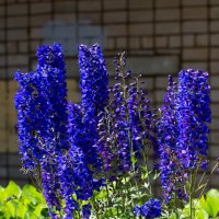 Синева цветов :: gribushko грибушко Николай