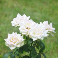 Белые розы... :: Наташа *****