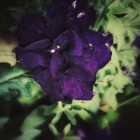 Purple petal :: Елена Елена