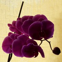 Оверлеппинг орхидеи. :: Sergii Ruban
