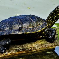 Болотная черепаха. :: vodonos241 