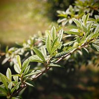 Metasequoia glyptostroboides Метасеквойя глиптостробовидная :: wea *