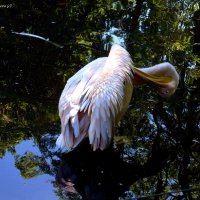 Розовый пеликан :: Nina Yudicheva
