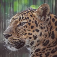 Дальневосточный леопард. Новосибирский зоопарк. 03.08.2020. :: Владимир Габов