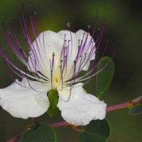 Каперс колючий(Capparis spinosa) :: Гала 