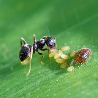 Пастбище муравья... :: Nina Streapan