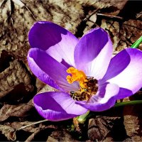 Цветы и насекомые. :: Liudmila LLF