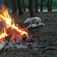 Тепло от взгляда и огня :: Ирина 