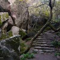 В Алупкинскомм парке :: Татьяна Ларионова