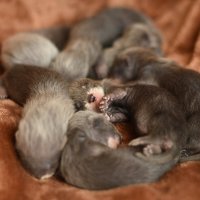 Little sleeping ferrets :: Tatiana Kochergina