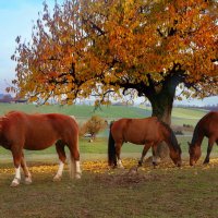 кони цвета осени :: Elena Wymann