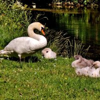 На берегу  нашей  речки  Пегнитц,у семьи  лебедей,трое птенцов! :: backareva.irina Бакарева