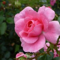 Призванье розы— души восхищать :: Лидия Бусурина