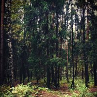 В чаще леса :: Юлия Фотолюбитель