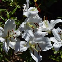 Расцвели с пышностью гордою белых  лилий немые цветы. :: Galina Leskova