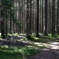 лес в Комарово :: Елена 