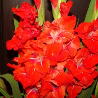 Гладиолусы-цветы августа :: марина ковшова 