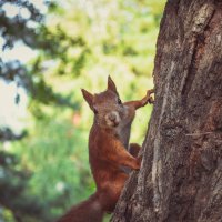 Ты снова меня фотографируешь? :: Вадим Басов