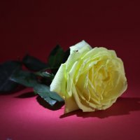 Желтая роза :: Irene Irene
