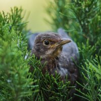 Притаился... :: Александр К.