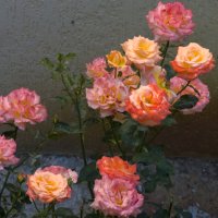 Розы  в ПГТ   Никита :: Валентин Семчишин
