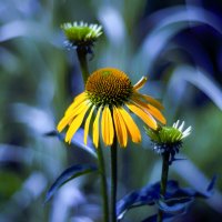 echinacea :: Zinovi Seniak