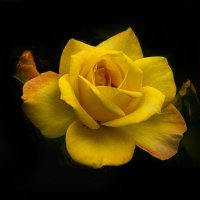 Желтая роза. :: Александр 