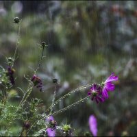 Дождь :: Александр Тарноградский